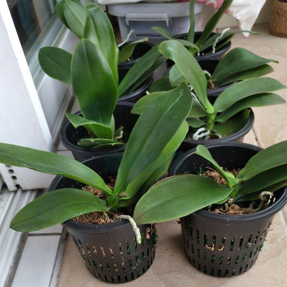 10 Adet PP Örgü Dikim Sepeti,  - Gardening Tools For Home incelemesi ve fiyatı